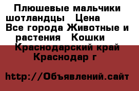 Плюшевые мальчики шотландцы › Цена ­ 500 - Все города Животные и растения » Кошки   . Краснодарский край,Краснодар г.